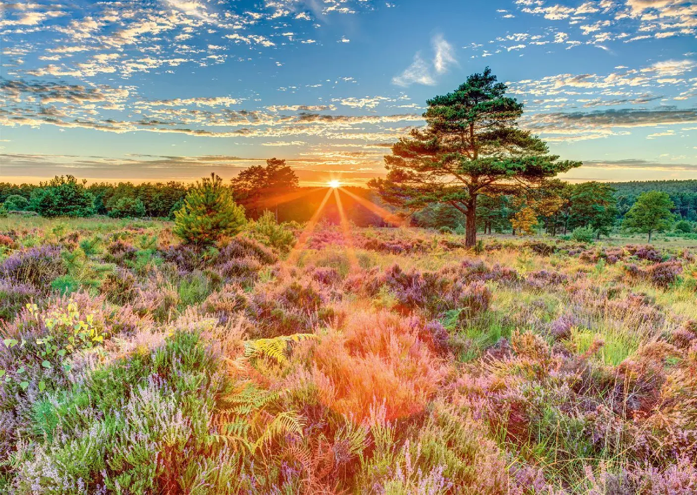 Bild: 4001504597689 | Heide im Sonnenuntergang | Spiel | Schachtel | 59768 | Deutsch | 2024