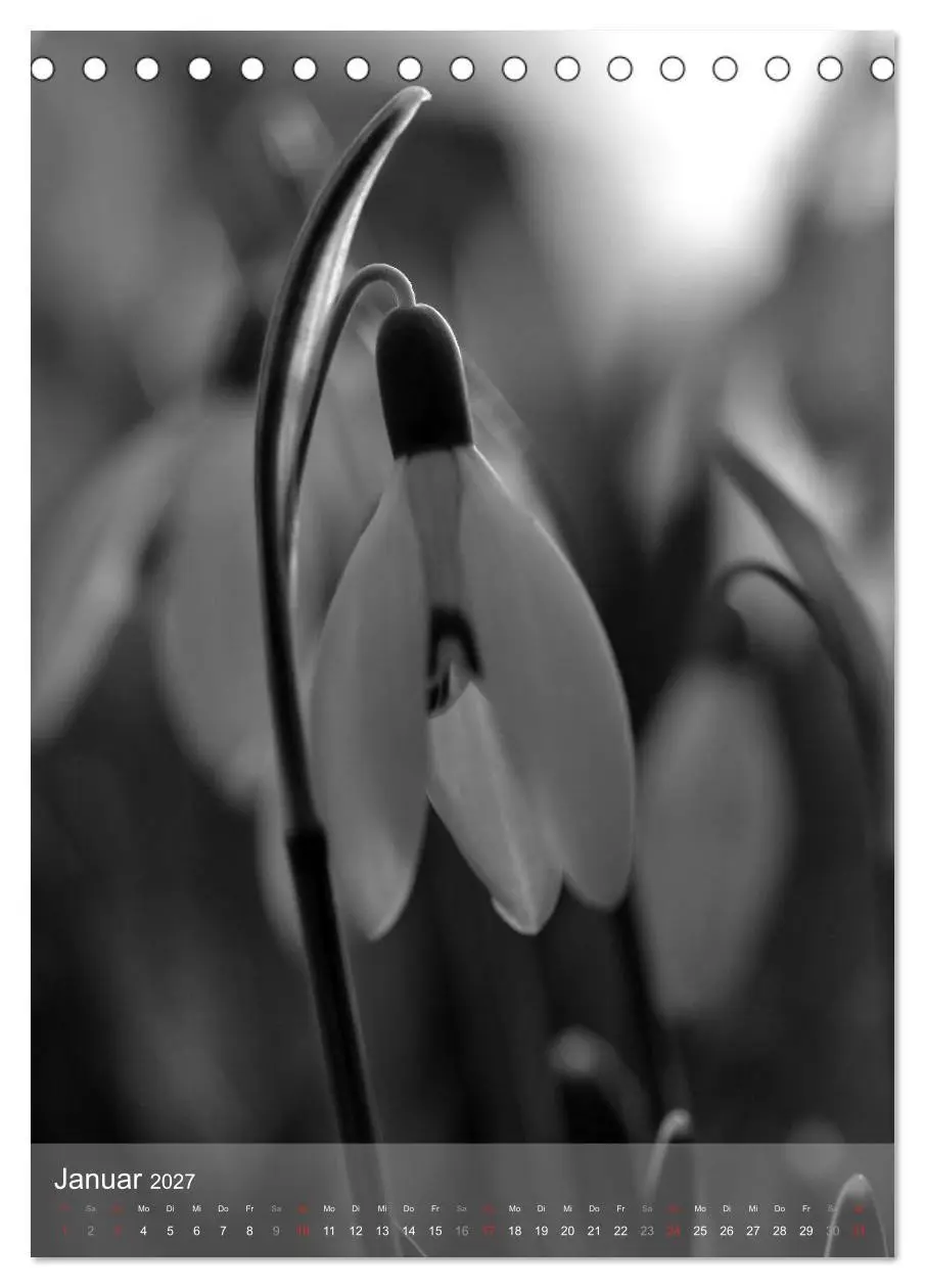Bild: 9783569947689 | Monochrome Blüten - In Schwarz-Weiß Bildern durch das Jahr...
