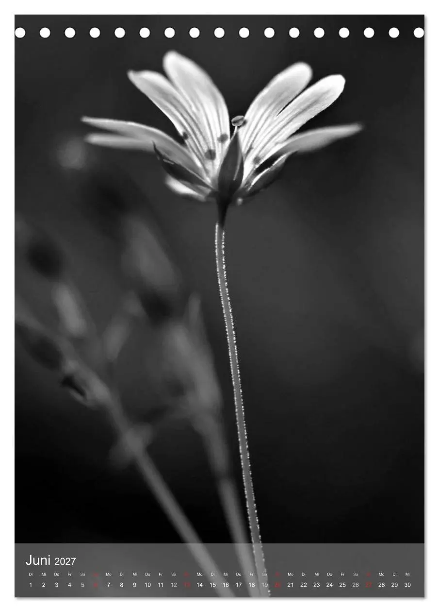 Bild: 9783569947689 | Monochrome Blüten - In Schwarz-Weiß Bildern durch das Jahr...