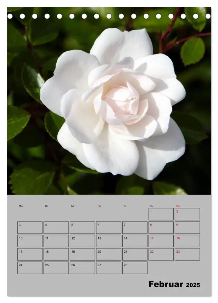 Bild: 9783435977789 | Rosen - Symbol der Liebe und Verehrung (Tischkalender 2025 DIN A5...