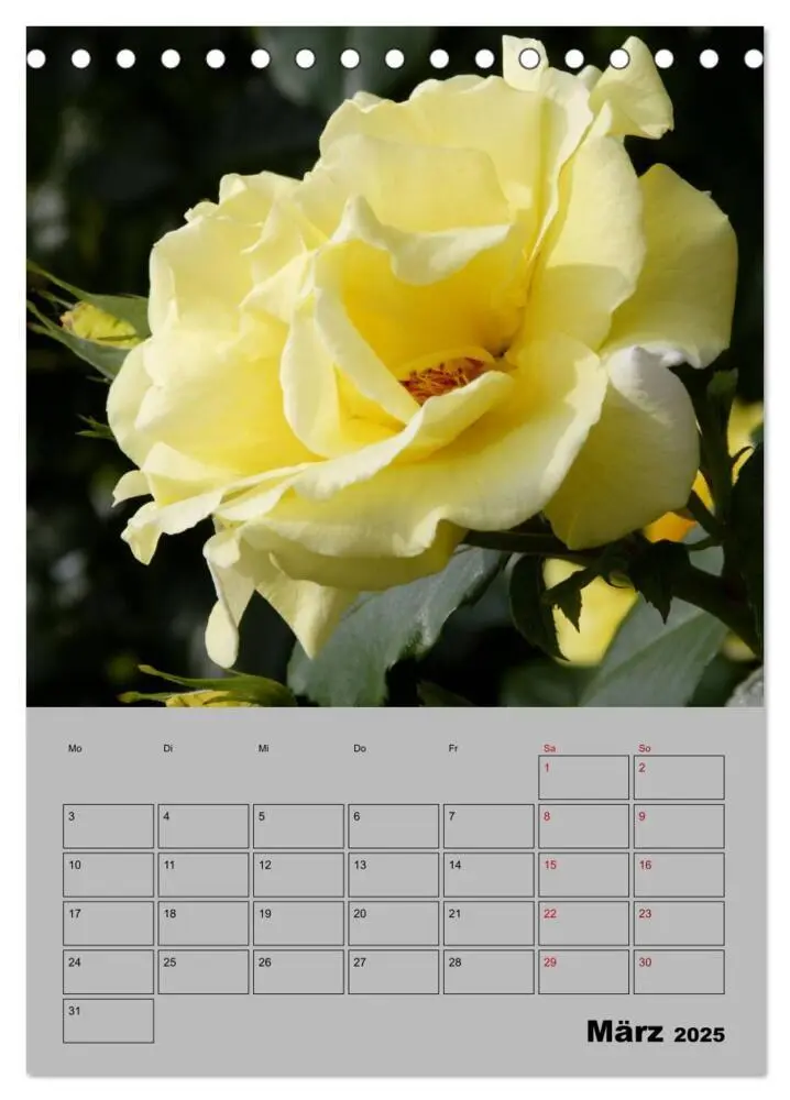 Bild: 9783435977789 | Rosen - Symbol der Liebe und Verehrung (Tischkalender 2025 DIN A5...