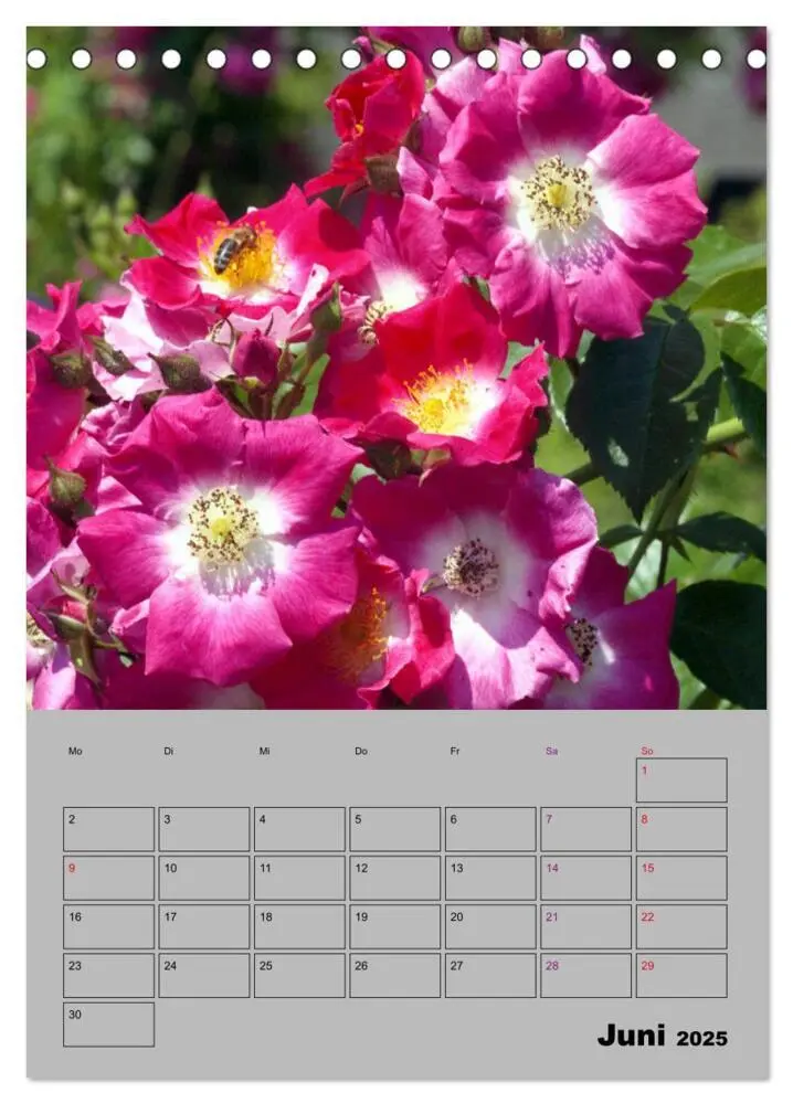 Bild: 9783435977789 | Rosen - Symbol der Liebe und Verehrung (Tischkalender 2025 DIN A5...
