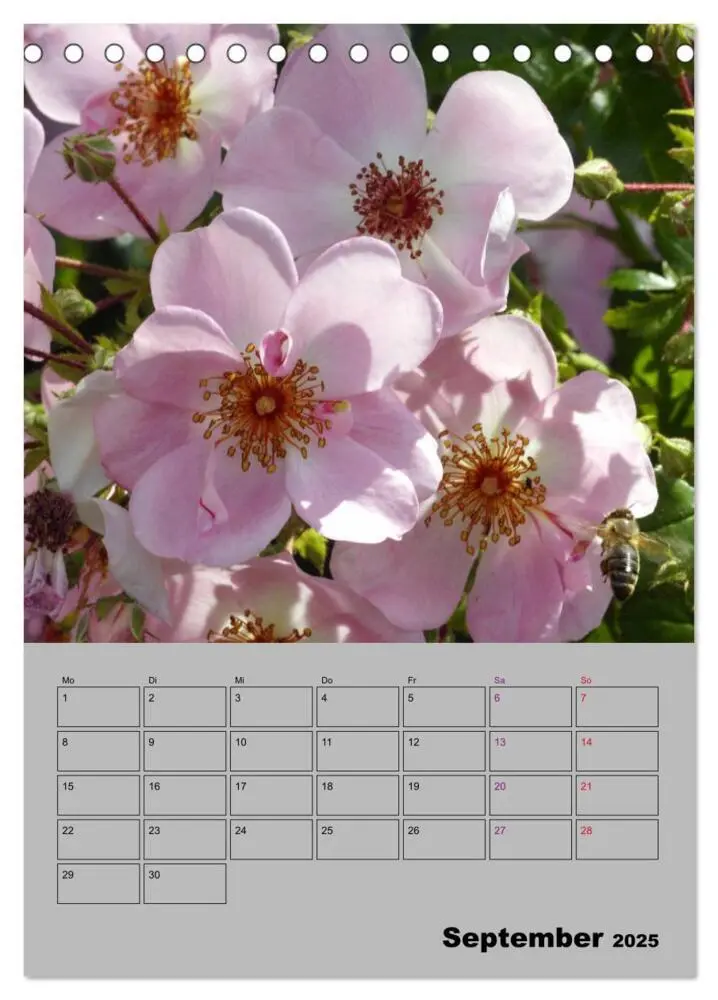 Bild: 9783435977789 | Rosen - Symbol der Liebe und Verehrung (Tischkalender 2025 DIN A5...
