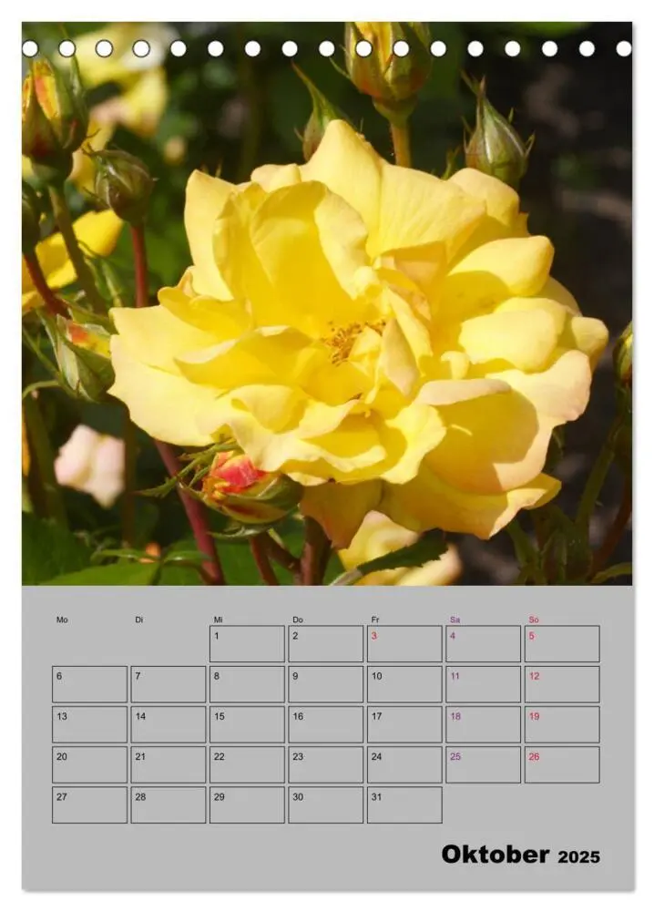 Bild: 9783435977789 | Rosen - Symbol der Liebe und Verehrung (Tischkalender 2025 DIN A5...