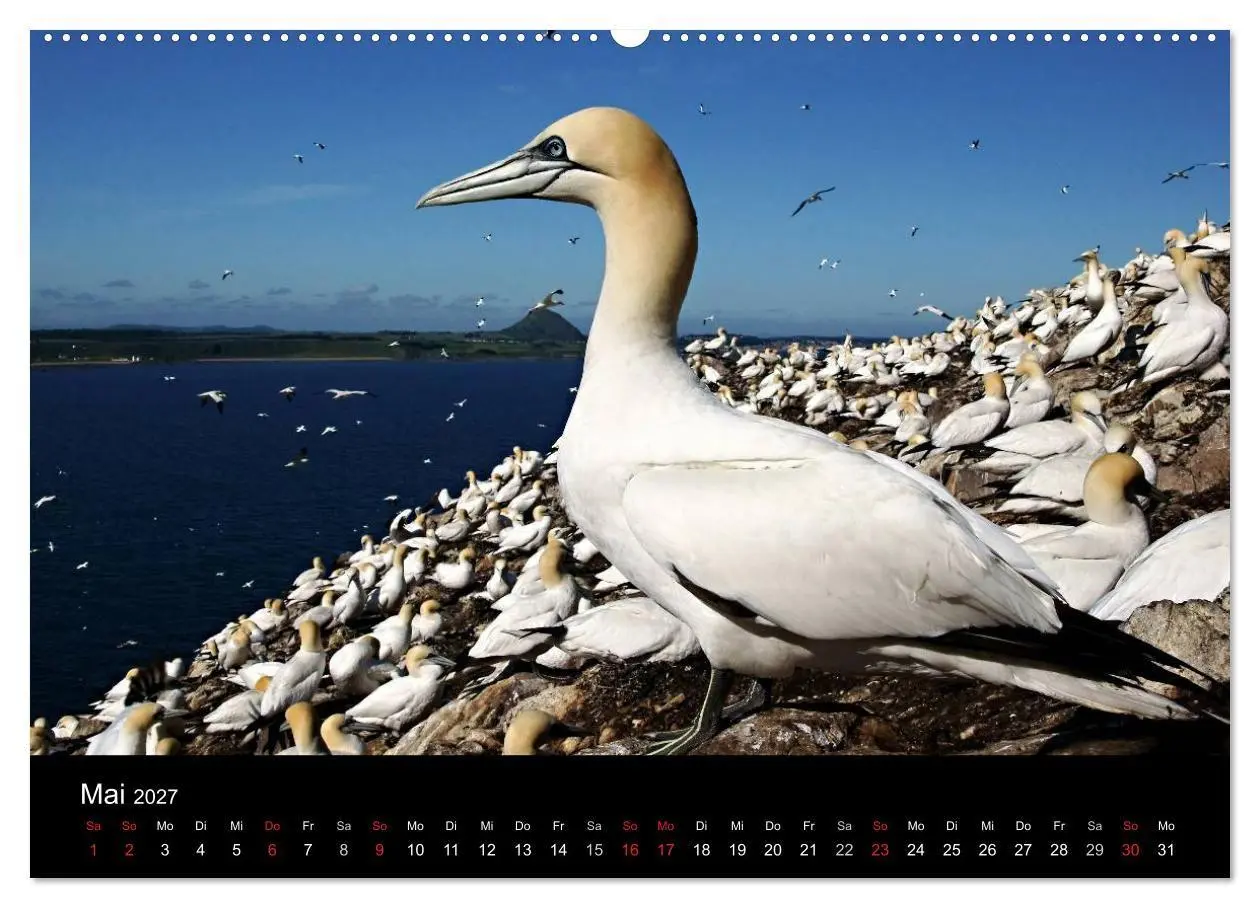 Bild: 9783594207789 | Schottland 2027 (hochwertiger Premium Wandkalender 2027 DIN A2...