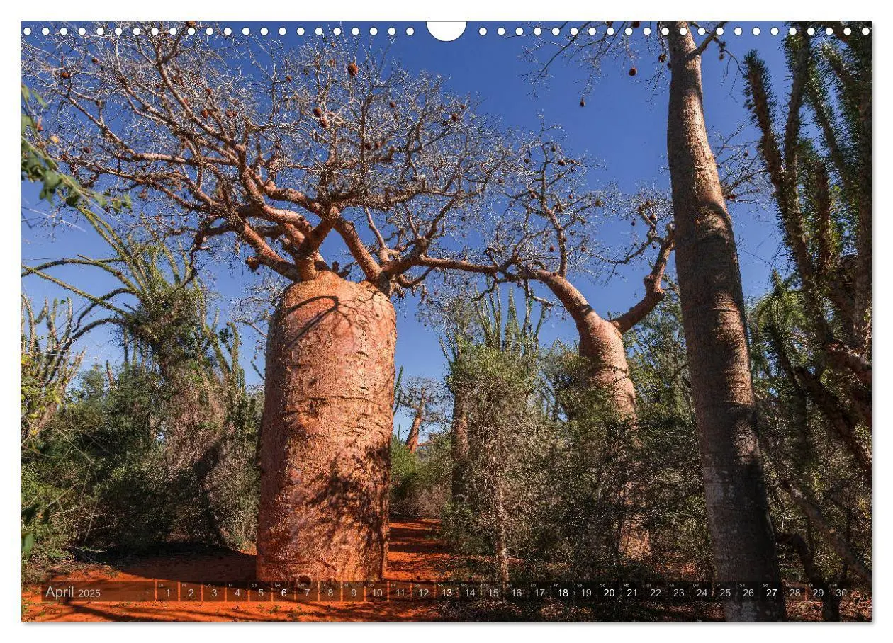 Bild: 9783435277889 | Zauberwald Ifaty · Traumhafte Baobabs in Madagaskar (Wandkalender...