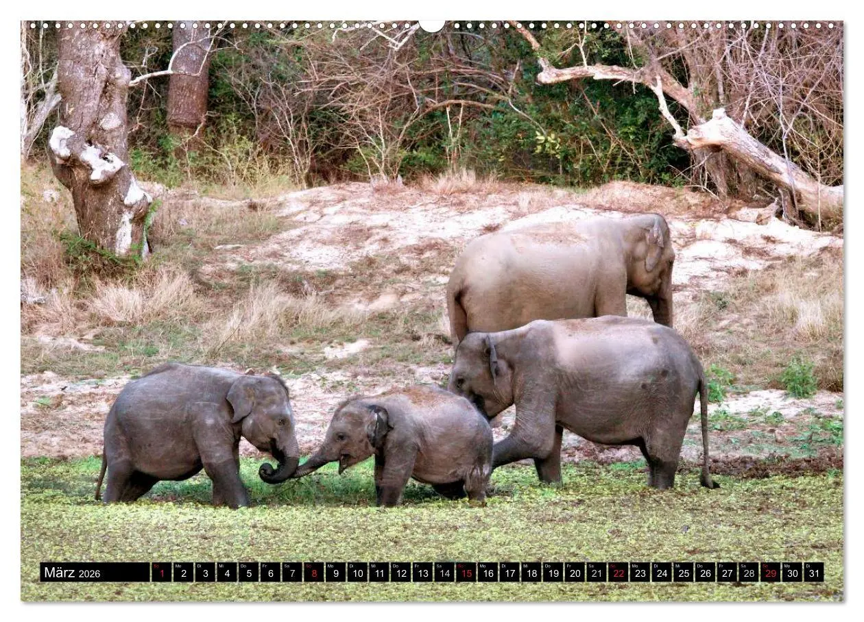 Bild: 9783457987889 | Sri Lanka - Highlights (Wandkalender 2026 DIN A2 quer), CALVENDO...
