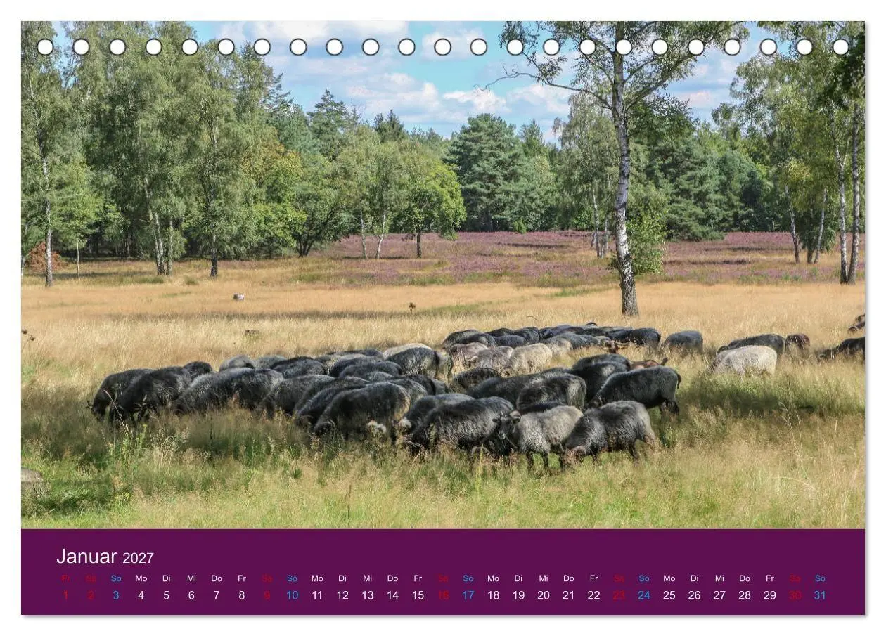 Bild: 9783569847989 | Die Heide blüht (Tischkalender 2027 DIN A5 quer), CALVENDO...
