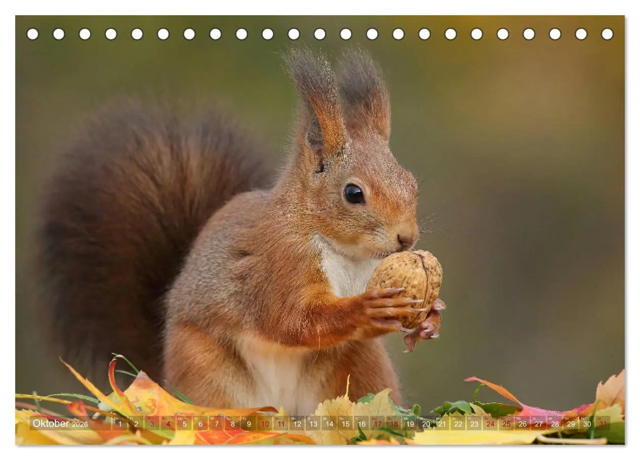 Bild: 9783457928189 | Eichhörnchen in zauberhaften Posen (Tischkalender 2026 DIN A5...