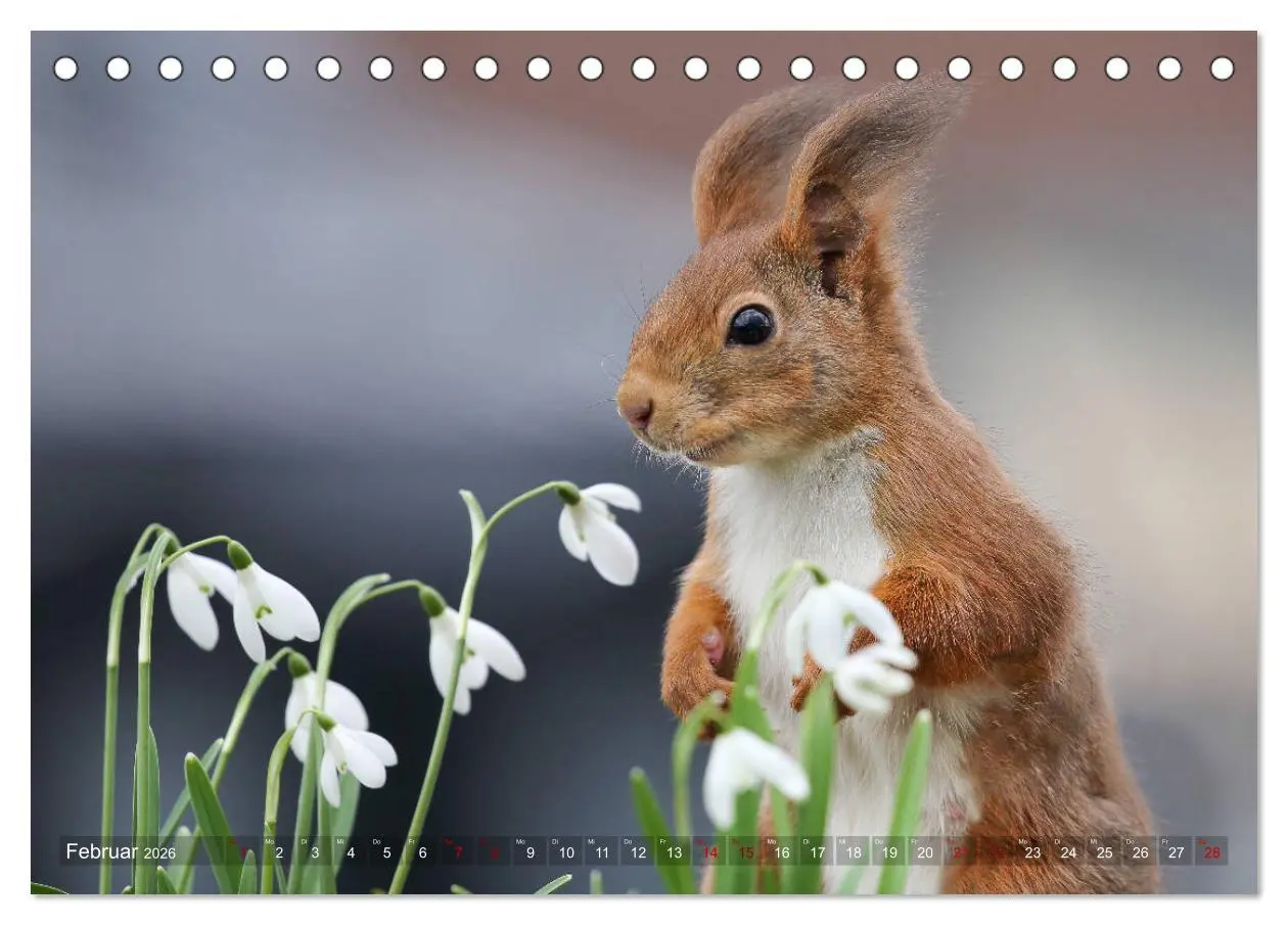 Bild: 9783457928189 | Eichhörnchen in zauberhaften Posen (Tischkalender 2026 DIN A5...