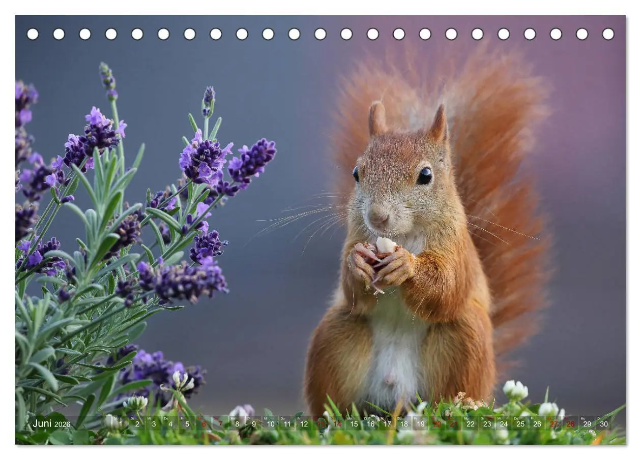 Bild: 9783457928189 | Eichhörnchen in zauberhaften Posen (Tischkalender 2026 DIN A5...