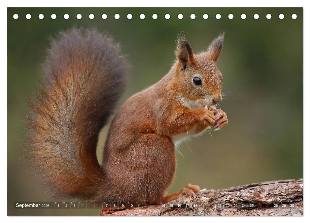 Bild: 9783457928189 | Eichhörnchen in zauberhaften Posen (Tischkalender 2026 DIN A5...