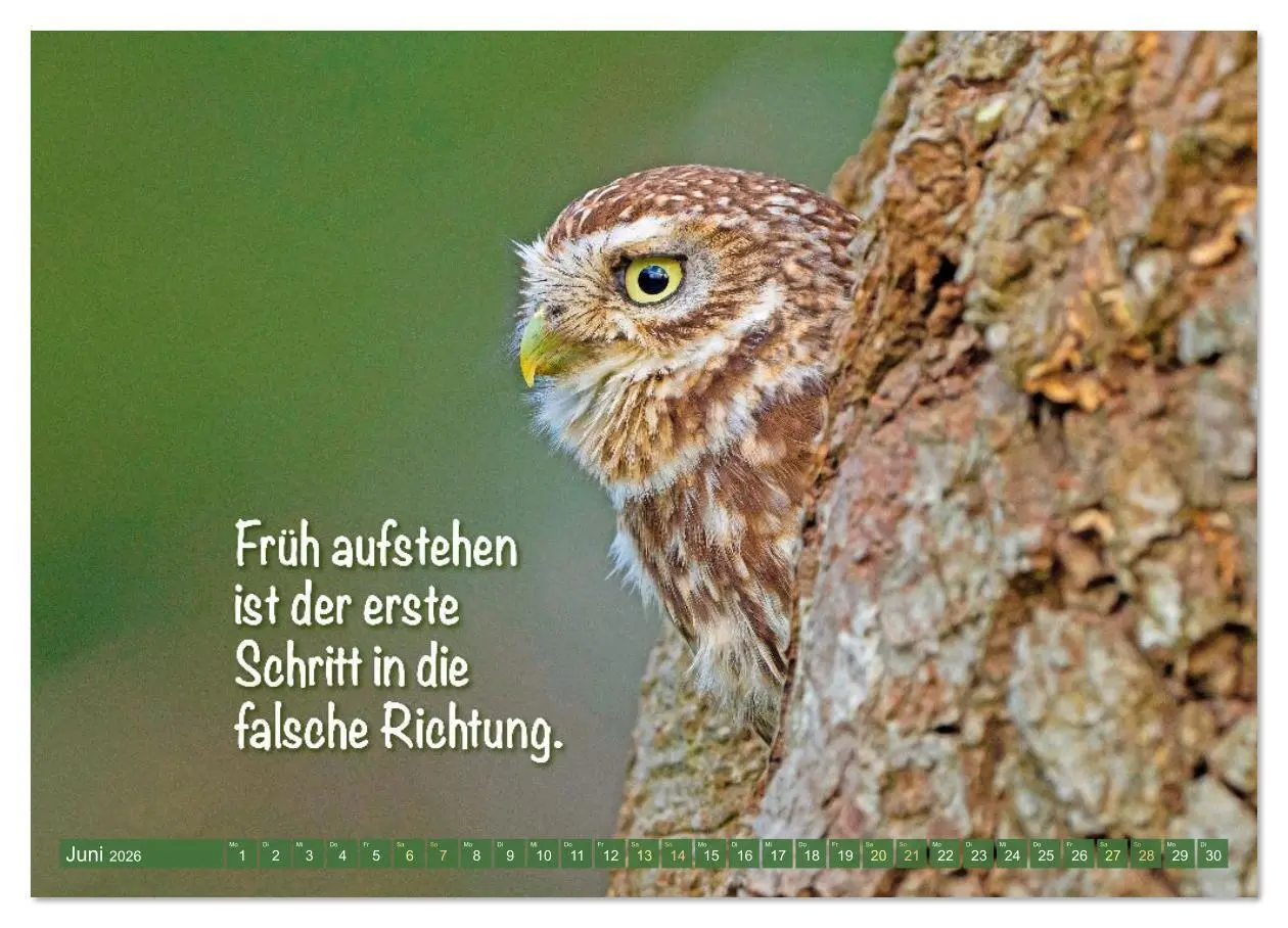Bild: 9783516638189 | Die Eulen sind los: Edition lustige Tiere (Wandkalender 2026 DIN A3...