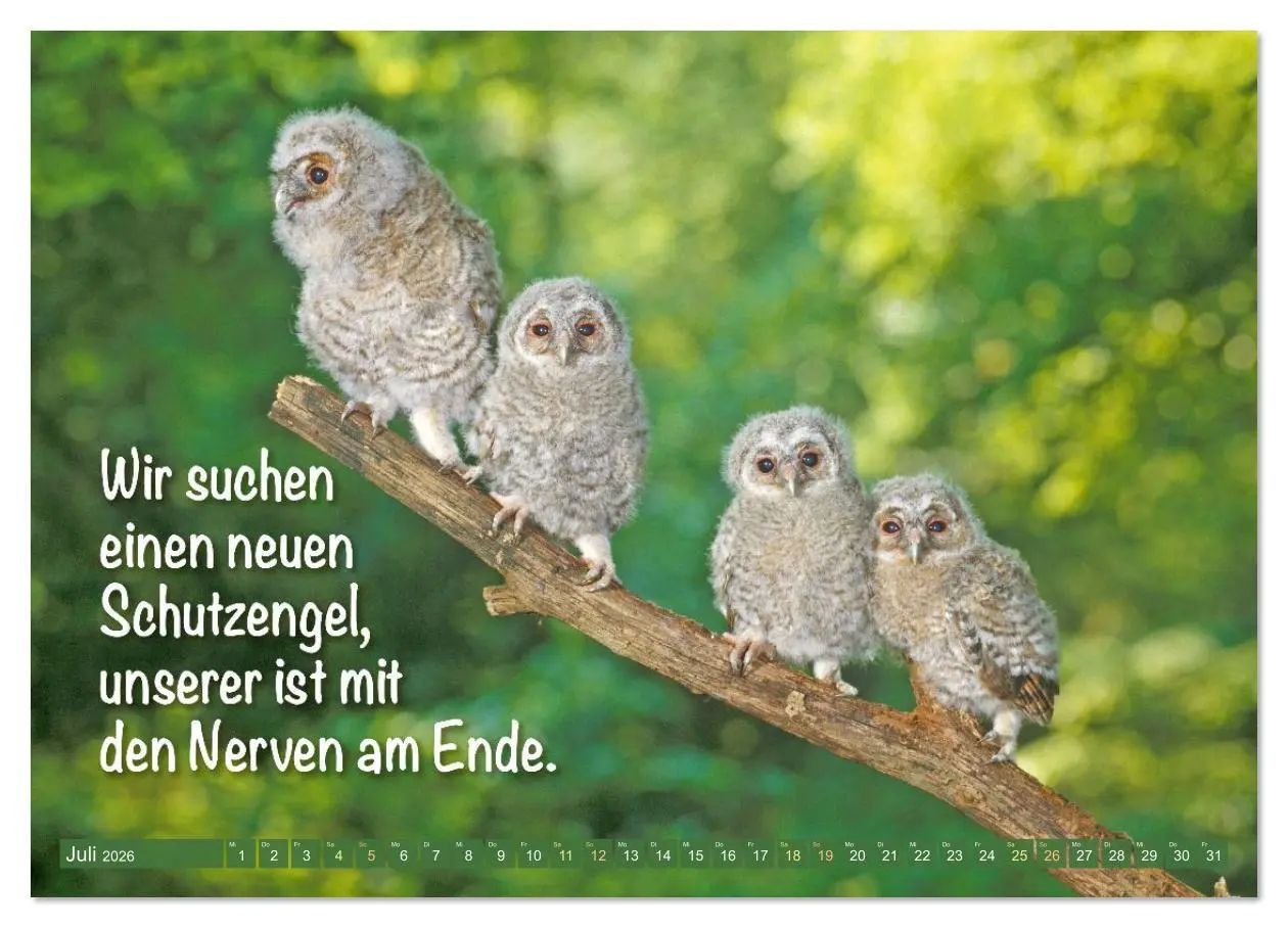 Bild: 9783516638189 | Die Eulen sind los: Edition lustige Tiere (Wandkalender 2026 DIN A3...
