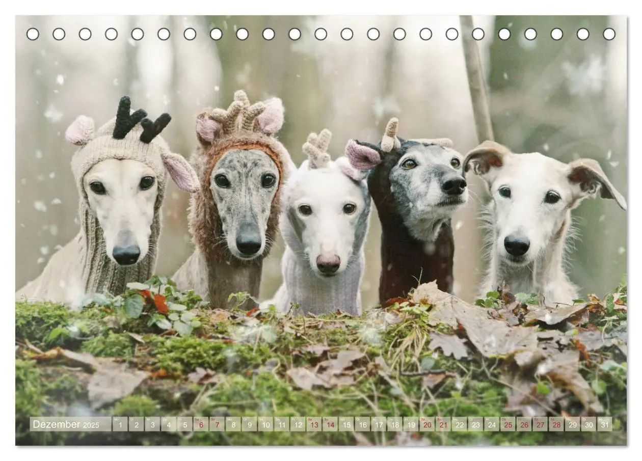 Bild: 9783435438389 | Zauberhafte Windhunde (Tischkalender 2025 DIN A5 quer), CALVENDO...