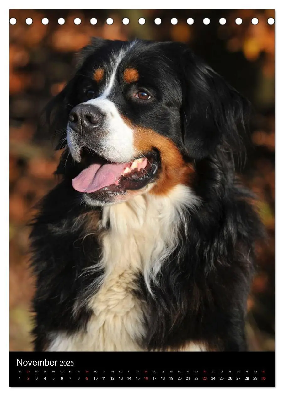 Bild: 9783457068489 | Berner Sennenhund 2025 (Tischkalender 2025 DIN A5 hoch), CALVENDO...