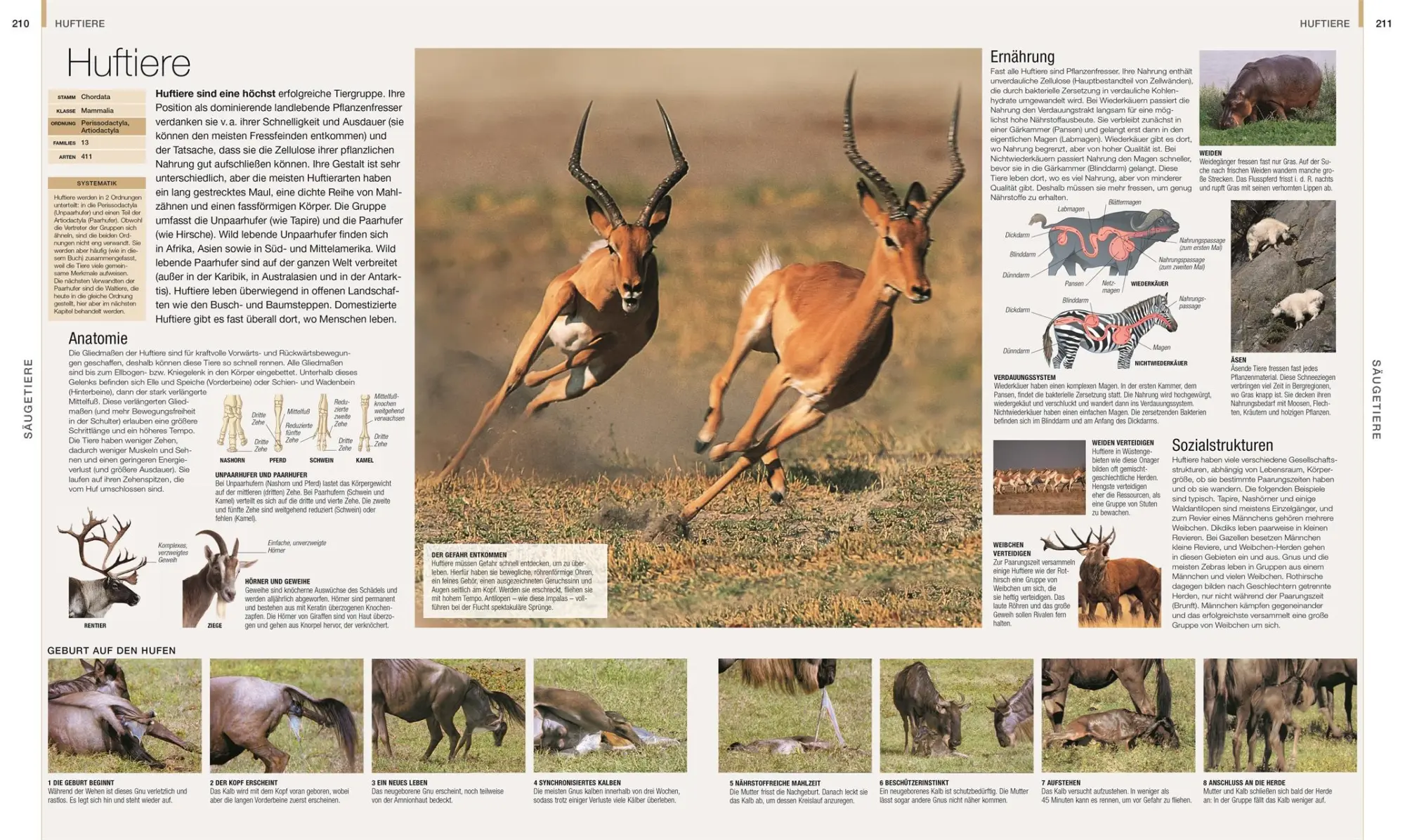 Bild: 9783831048489 | DK Bibliothek. Tiere | Die große Bild-Enzyklopädie mit über 2000 Arten