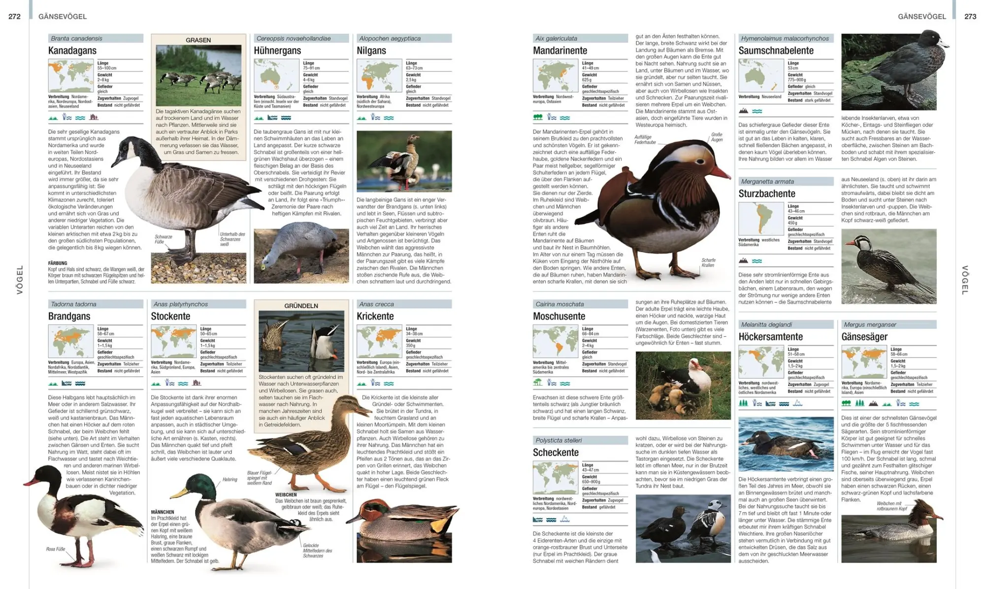 Bild: 9783831048489 | DK Bibliothek. Tiere | Die große Bild-Enzyklopädie mit über 2000 Arten