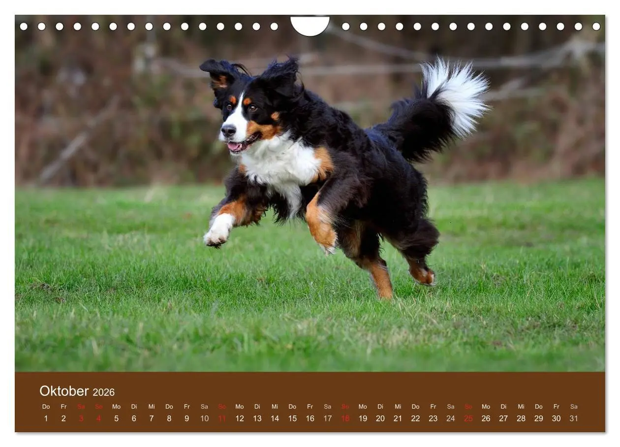Bild: 9783516148589 | Berner Sennenhunde (Wandkalender 2026 DIN A4 quer), CALVENDO...