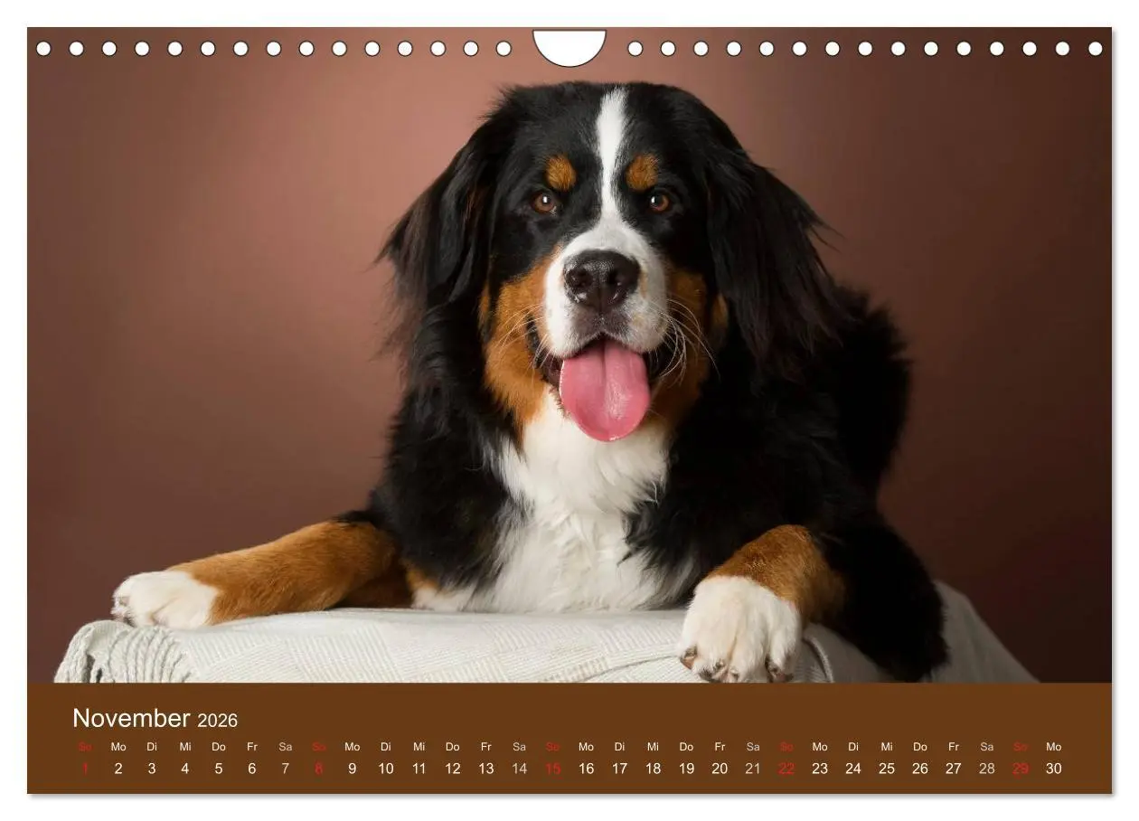 Bild: 9783516148589 | Berner Sennenhunde (Wandkalender 2026 DIN A4 quer), CALVENDO...