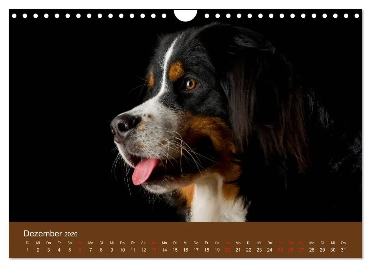 Bild: 9783516148589 | Berner Sennenhunde (Wandkalender 2026 DIN A4 quer), CALVENDO...