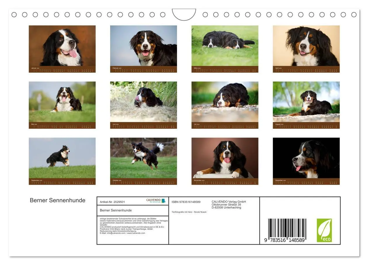 Bild: 9783516148589 | Berner Sennenhunde (Wandkalender 2026 DIN A4 quer), CALVENDO...