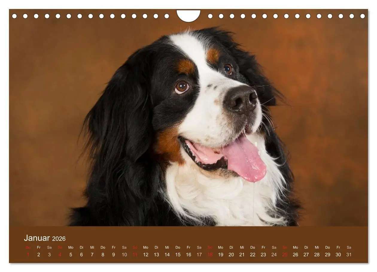 Bild: 9783516148589 | Berner Sennenhunde (Wandkalender 2026 DIN A4 quer), CALVENDO...