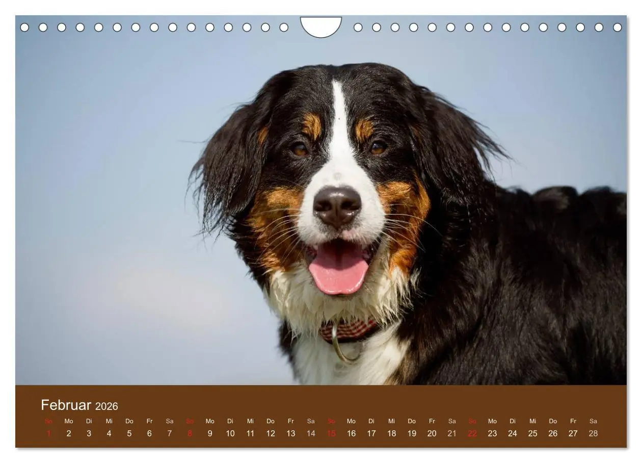Bild: 9783516148589 | Berner Sennenhunde (Wandkalender 2026 DIN A4 quer), CALVENDO...
