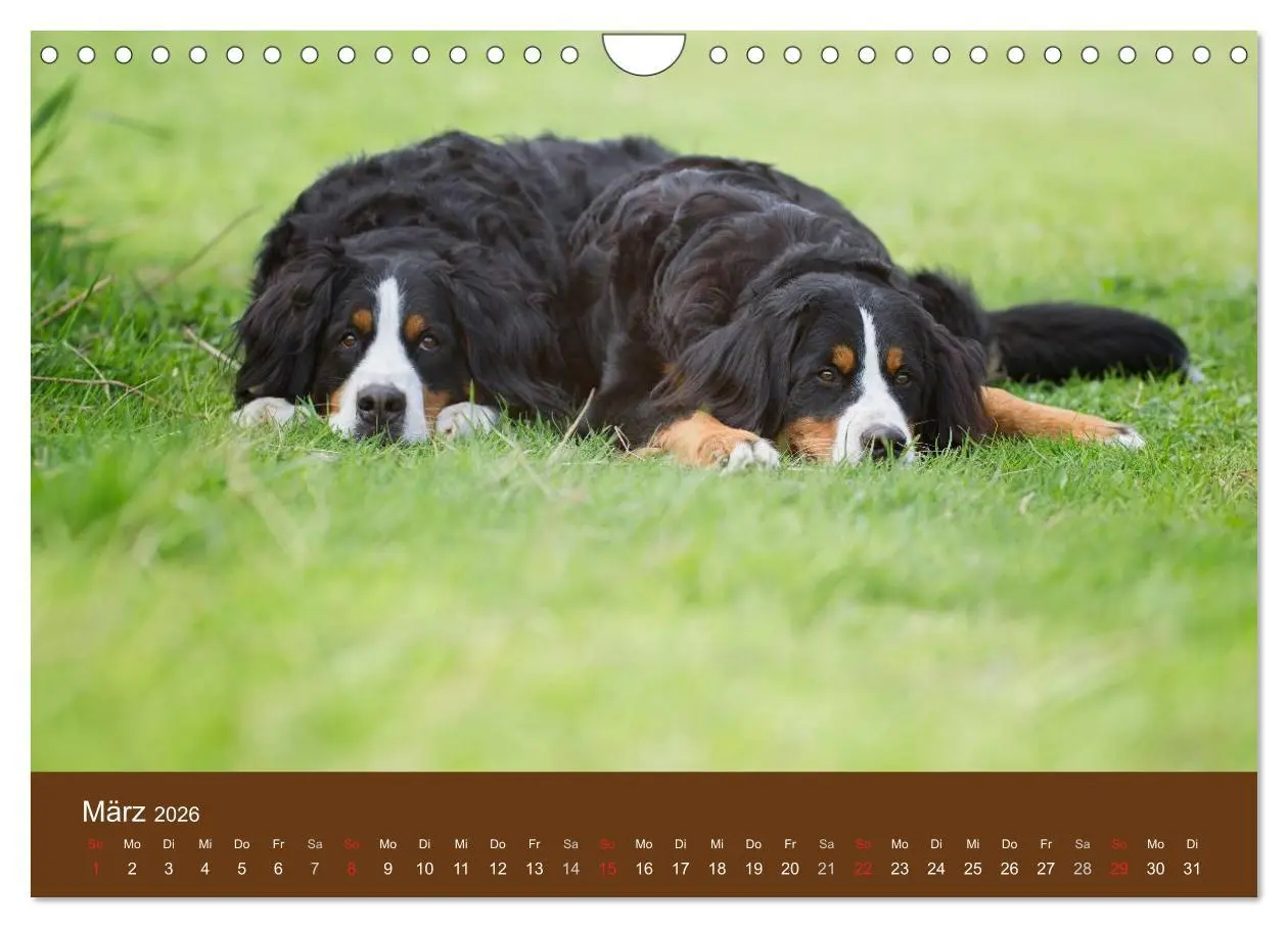 Bild: 9783516148589 | Berner Sennenhunde (Wandkalender 2026 DIN A4 quer), CALVENDO...