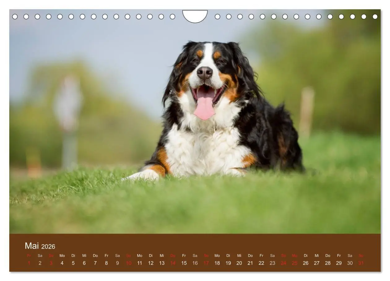 Bild: 9783516148589 | Berner Sennenhunde (Wandkalender 2026 DIN A4 quer), CALVENDO...