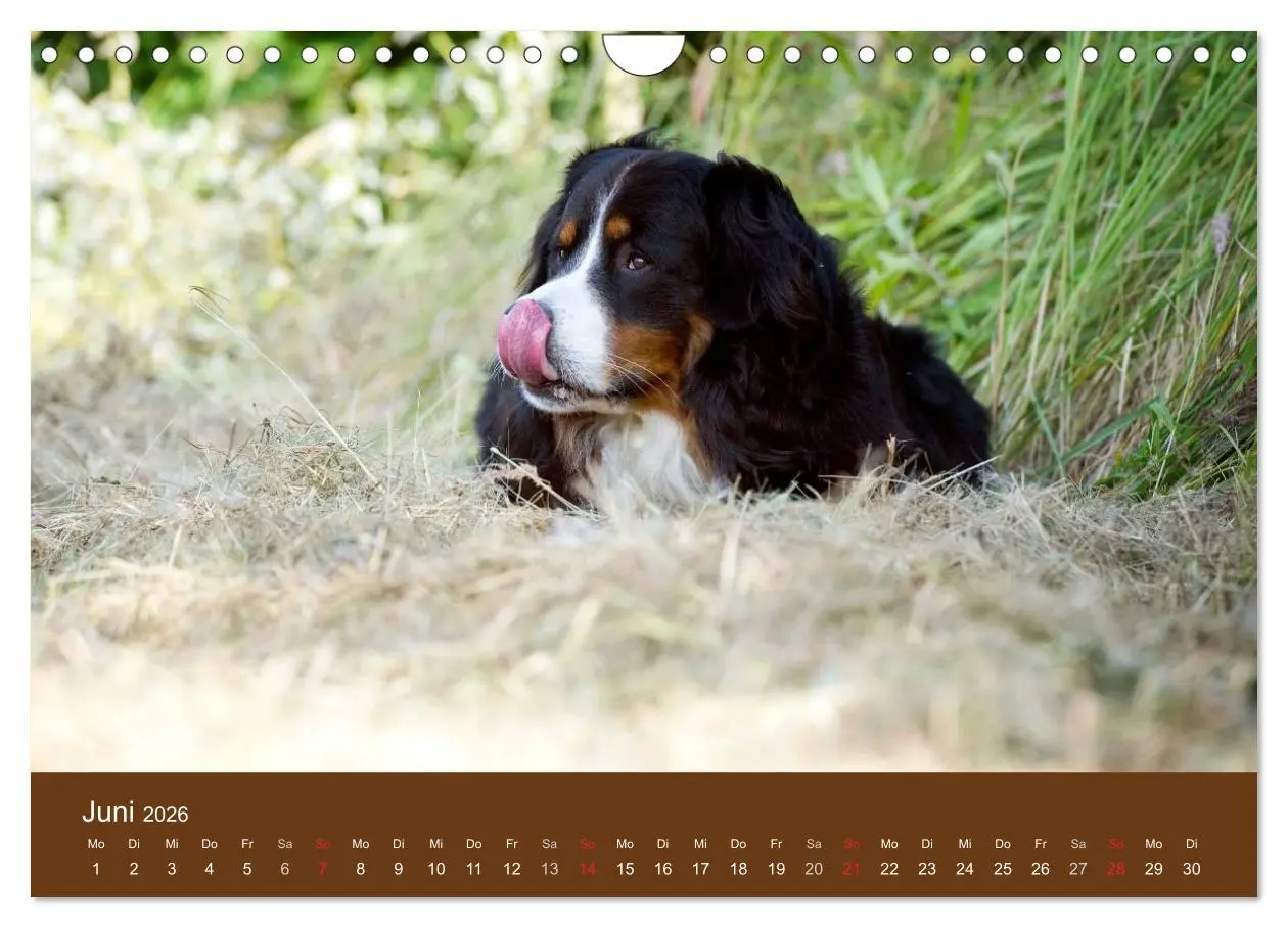 Bild: 9783516148589 | Berner Sennenhunde (Wandkalender 2026 DIN A4 quer), CALVENDO...