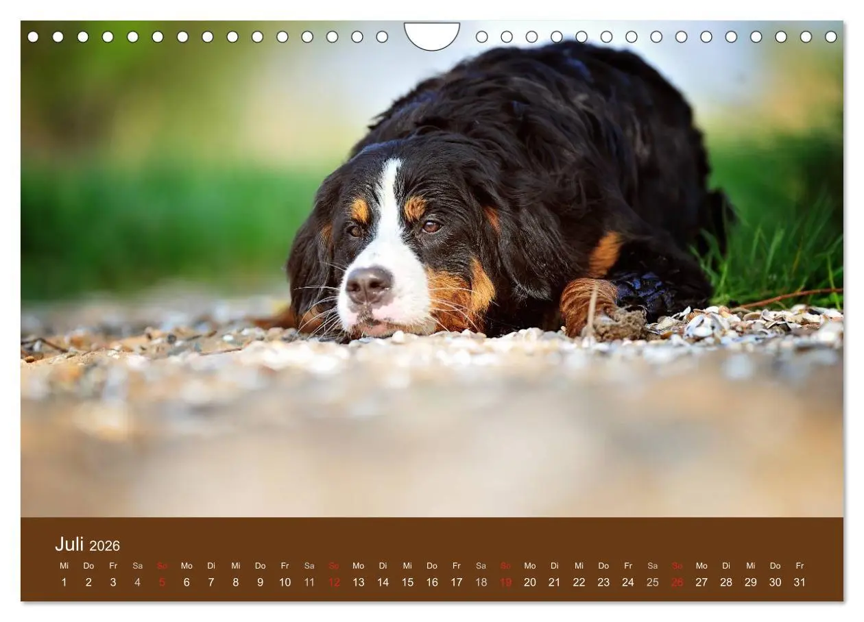 Bild: 9783516148589 | Berner Sennenhunde (Wandkalender 2026 DIN A4 quer), CALVENDO...