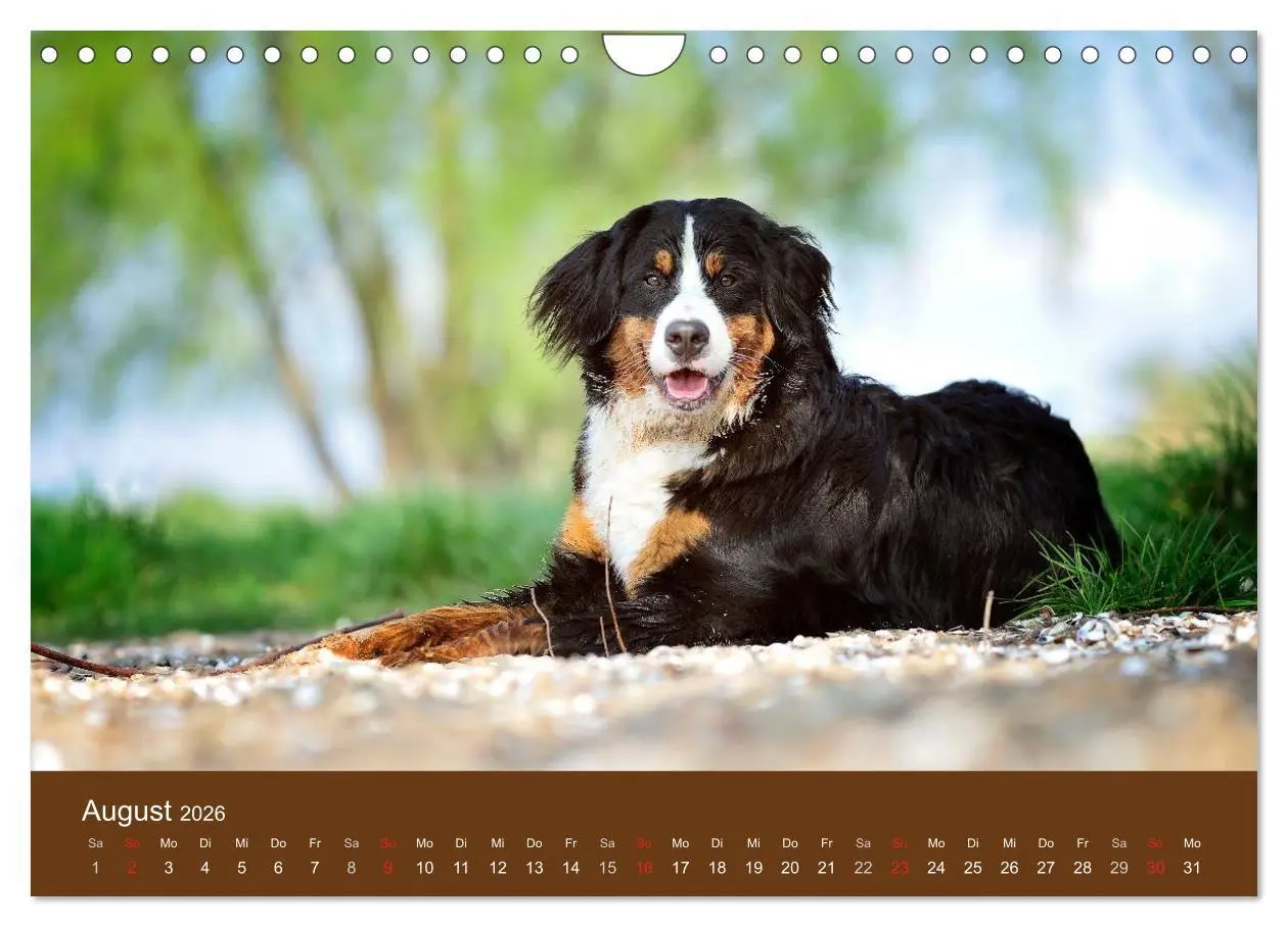Bild: 9783516148589 | Berner Sennenhunde (Wandkalender 2026 DIN A4 quer), CALVENDO...
