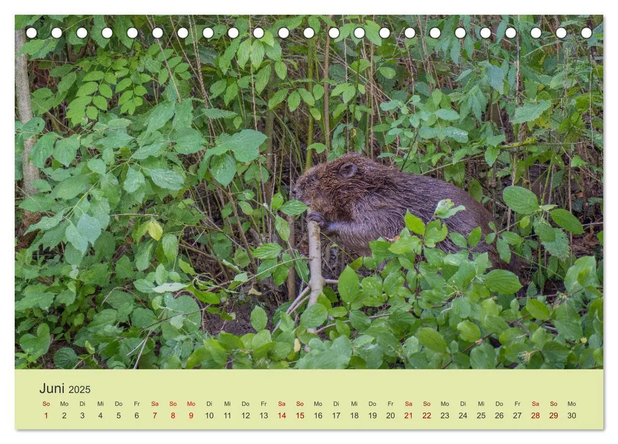 Bild: 9783435018789 | Faszination Biber (Tischkalender 2025 DIN A5 quer), CALVENDO...
