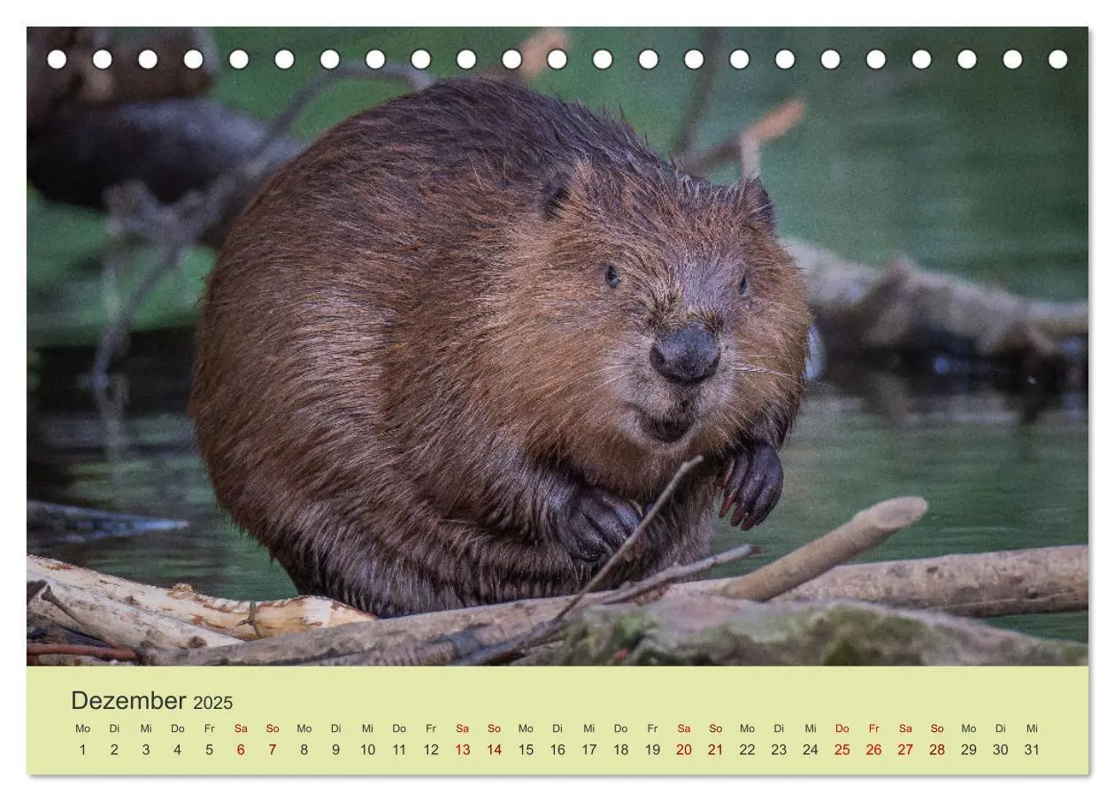 Bild: 9783435018789 | Faszination Biber (Tischkalender 2025 DIN A5 quer), CALVENDO...