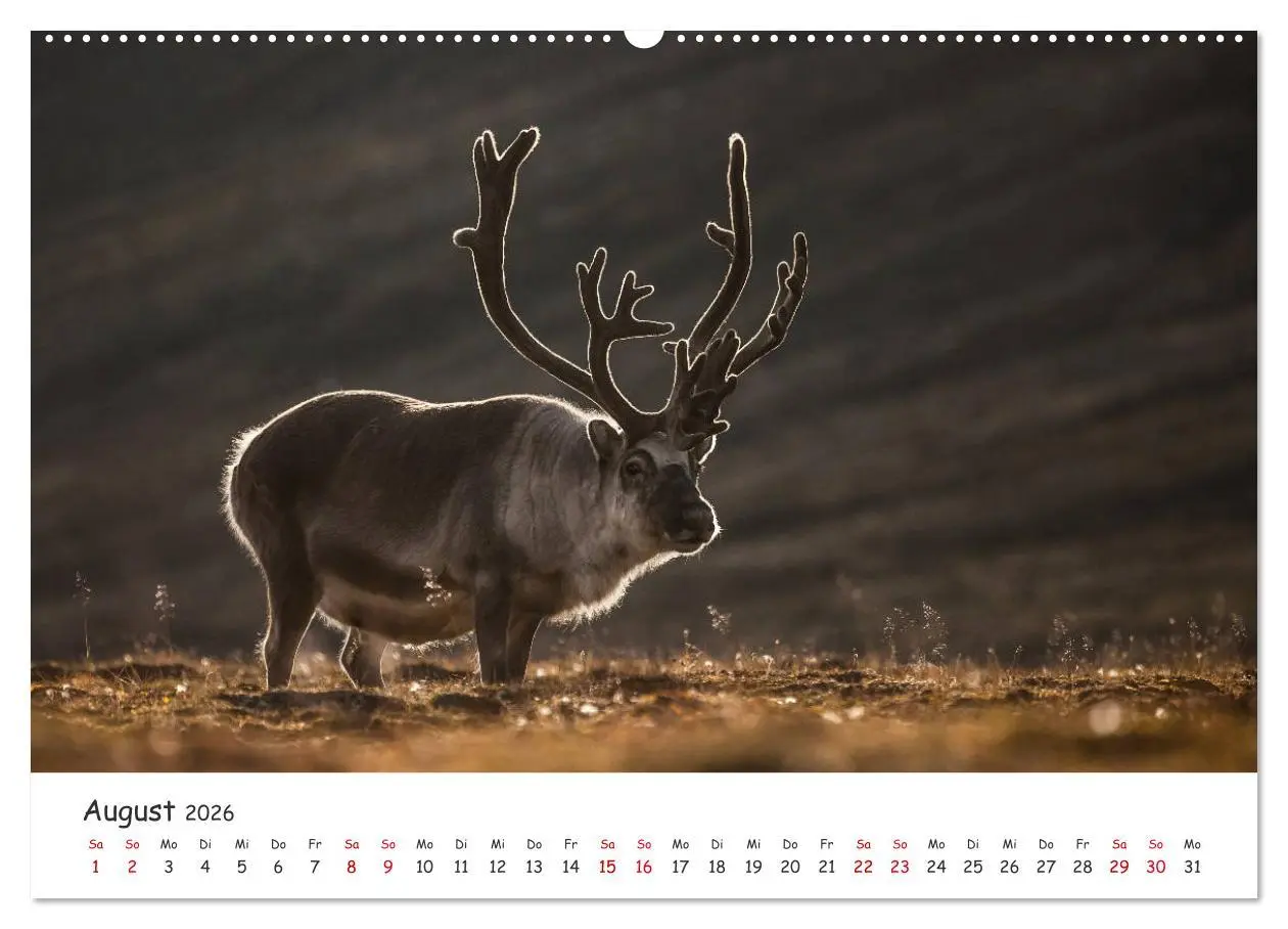 Bild: 9783457718889 | Rentiere (hochwertiger Premium Wandkalender 2026 DIN A2 quer),...