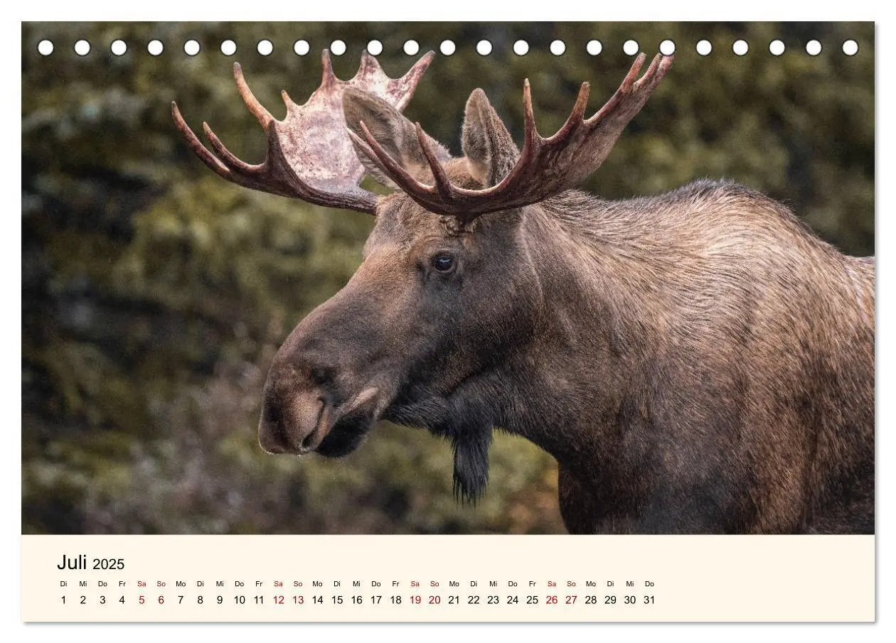 Bild: 9783435129089 | Der Elch - König des Nordens (Tischkalender 2025 DIN A5 quer),...