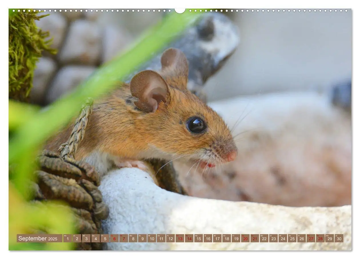 Bild: 9783435439089 | Grüsse von der Maus! (hochwertiger Premium Wandkalender 2025 DIN A2...