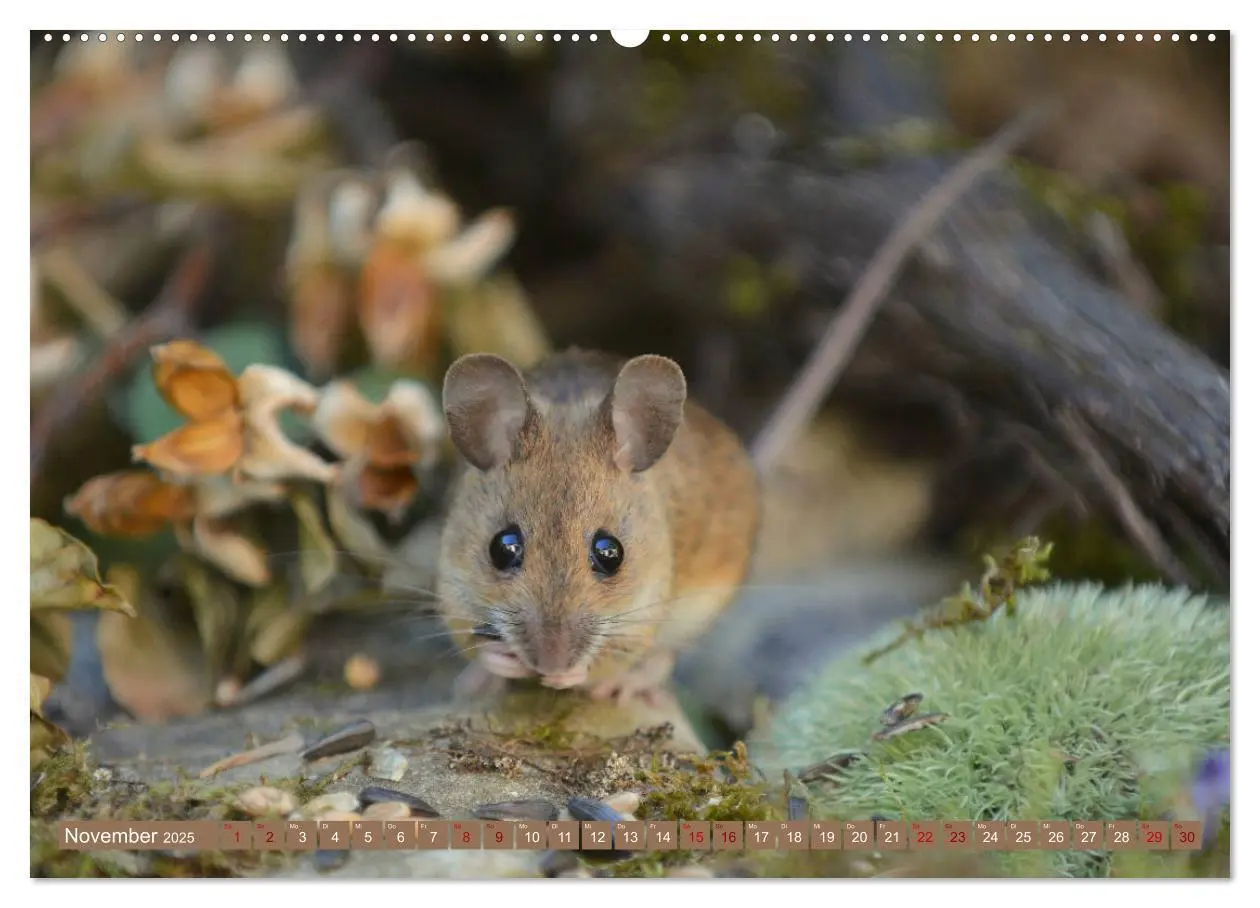 Bild: 9783435439089 | Grüsse von der Maus! (hochwertiger Premium Wandkalender 2025 DIN A2...