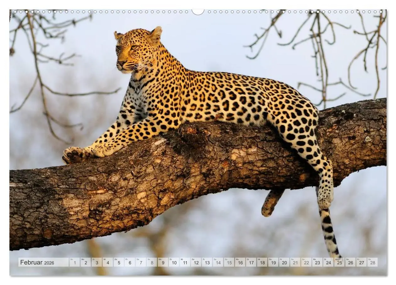 Bild: 9783516239089 | Afrikas Tierwelt Christian Heeb (hochwertiger Premium Wandkalender...