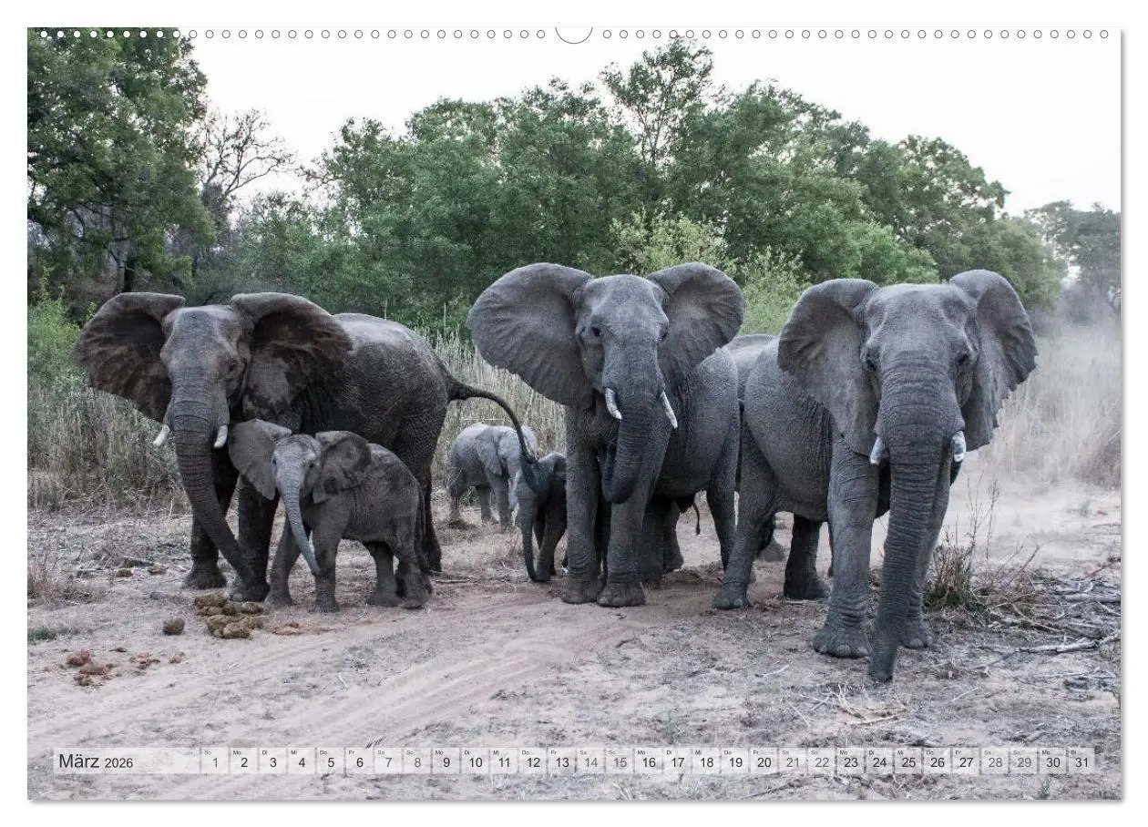 Bild: 9783516239089 | Afrikas Tierwelt Christian Heeb (hochwertiger Premium Wandkalender...