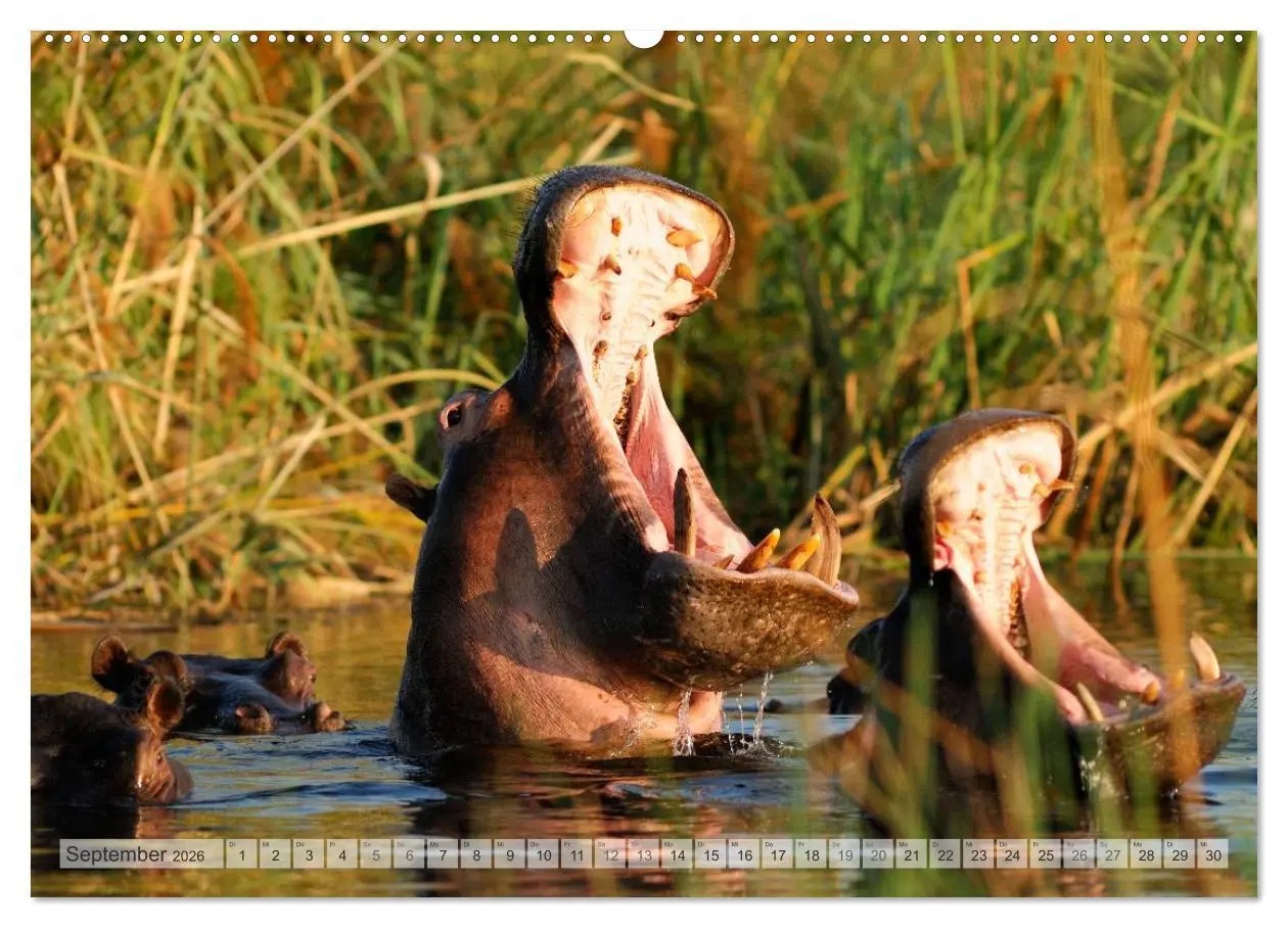 Bild: 9783516239089 | Afrikas Tierwelt Christian Heeb (hochwertiger Premium Wandkalender...