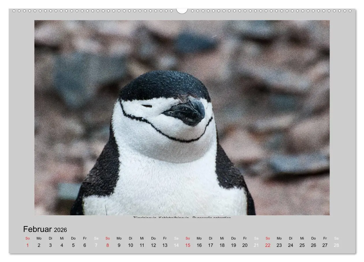 Bild: 9783516159189 | Tierleben in der Antarktis (Wandkalender 2026 DIN A2 quer),...