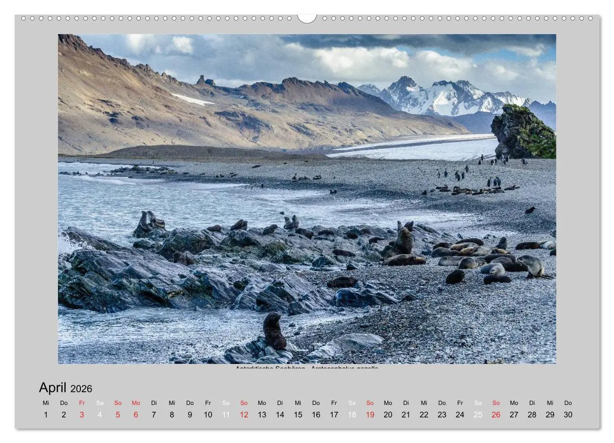 Bild: 9783516159189 | Tierleben in der Antarktis (Wandkalender 2026 DIN A2 quer),...