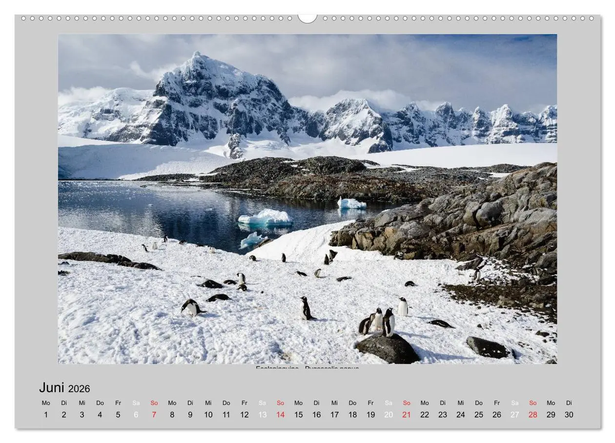 Bild: 9783516159189 | Tierleben in der Antarktis (Wandkalender 2026 DIN A2 quer),...