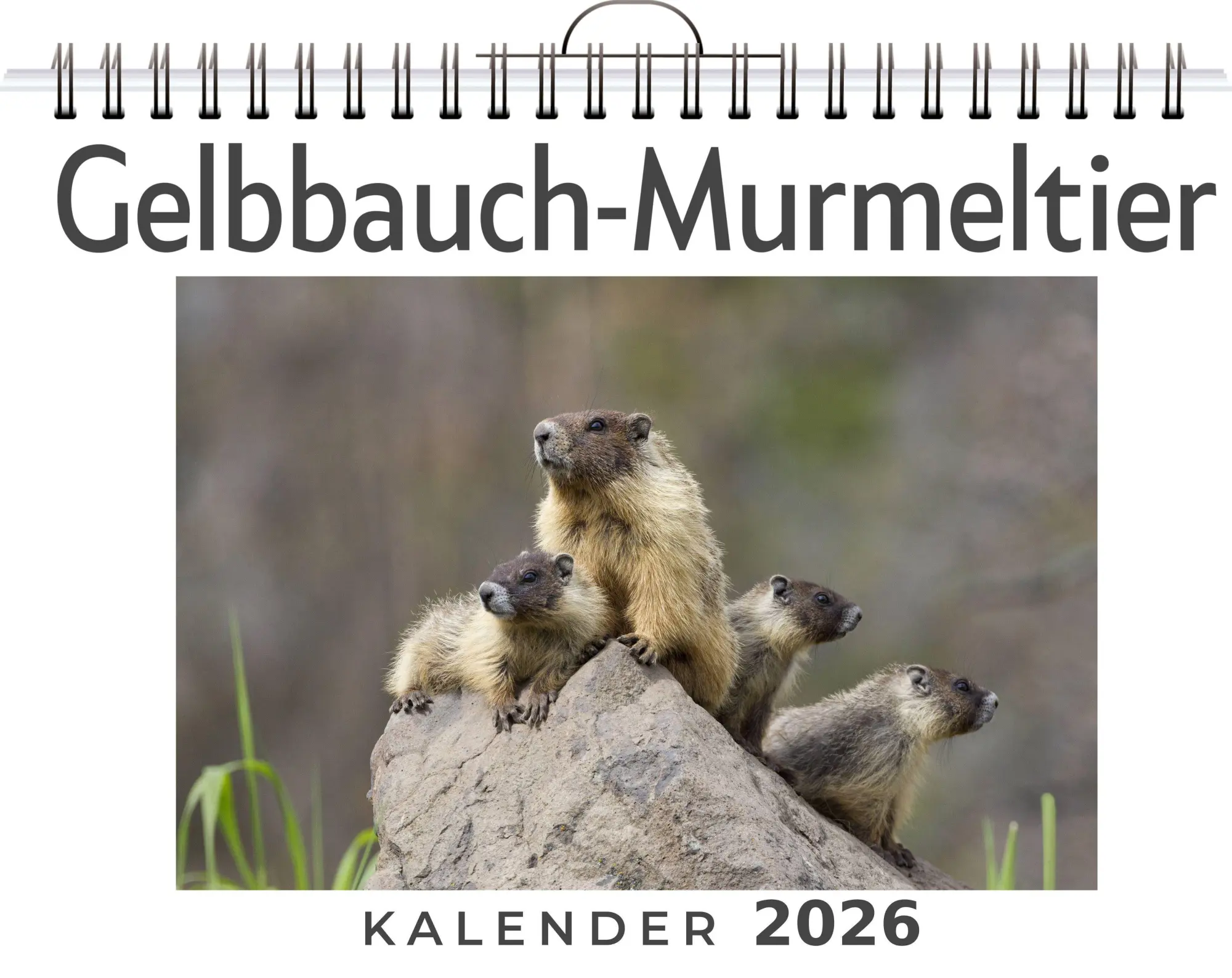 Cover: 9783759189189 | Gelbbauch-Murmeltier | Matteo Neumann | Kalender | Deutsch | 2026