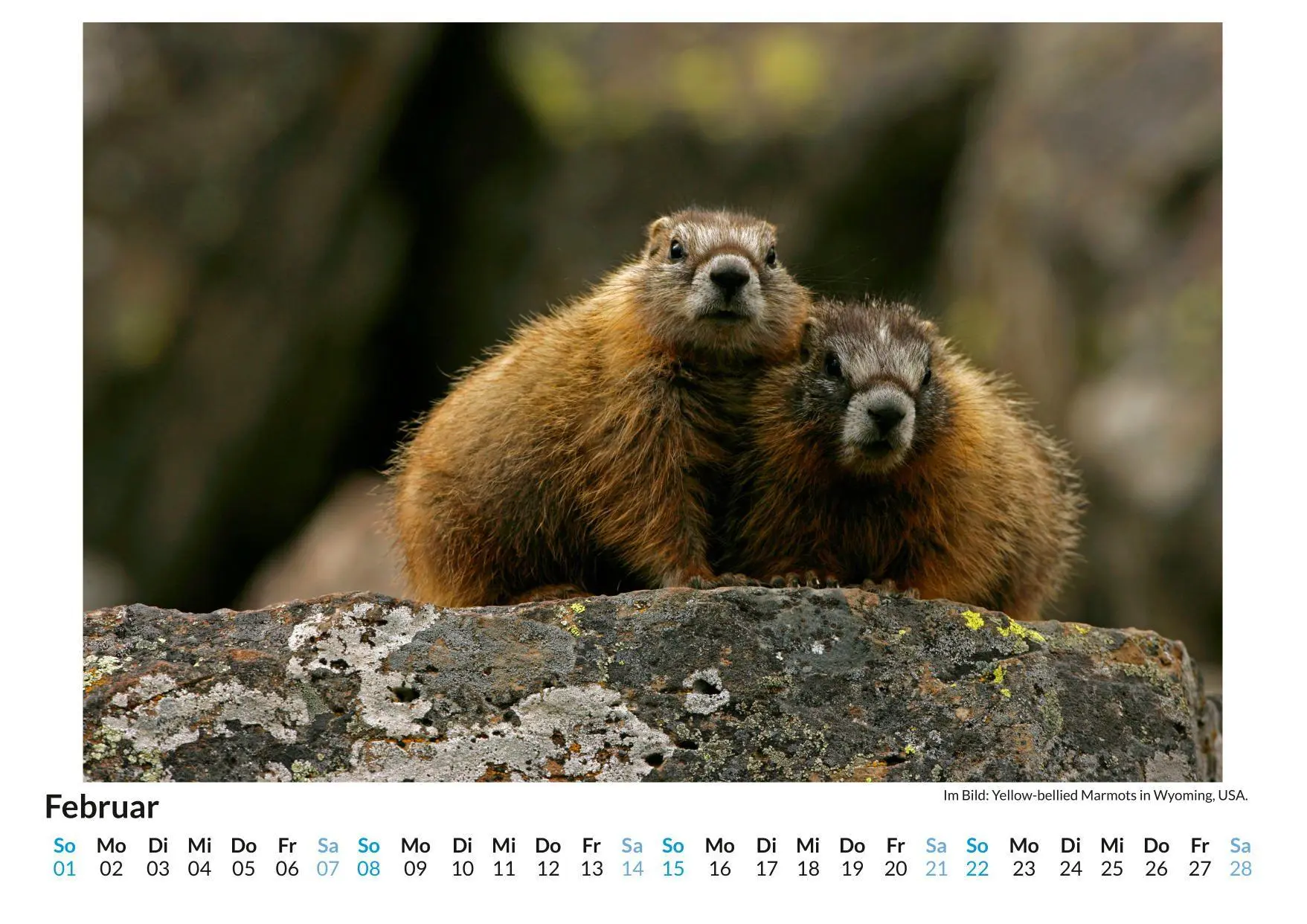 Bild: 9783759189189 | Gelbbauch-Murmeltier | Matteo Neumann | Kalender | Deutsch | 2026