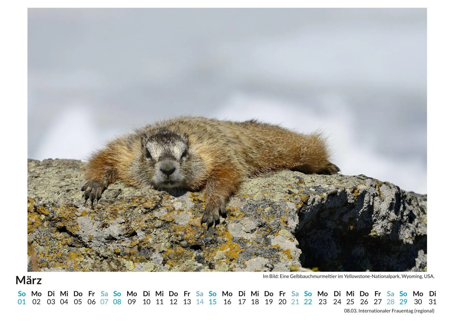 Bild: 9783759189189 | Gelbbauch-Murmeltier | Matteo Neumann | Kalender | Deutsch | 2026