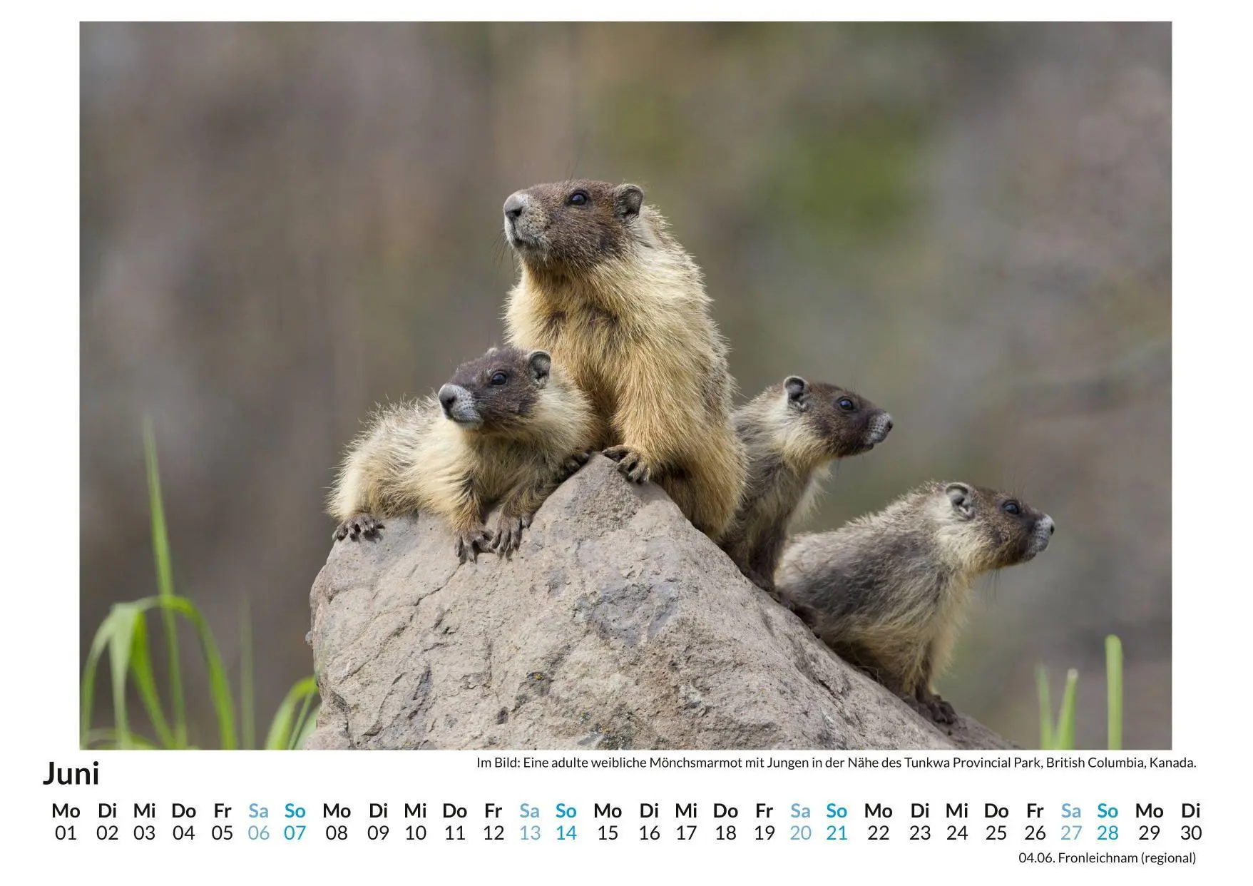 Bild: 9783759189189 | Gelbbauch-Murmeltier | Matteo Neumann | Kalender | Deutsch | 2026