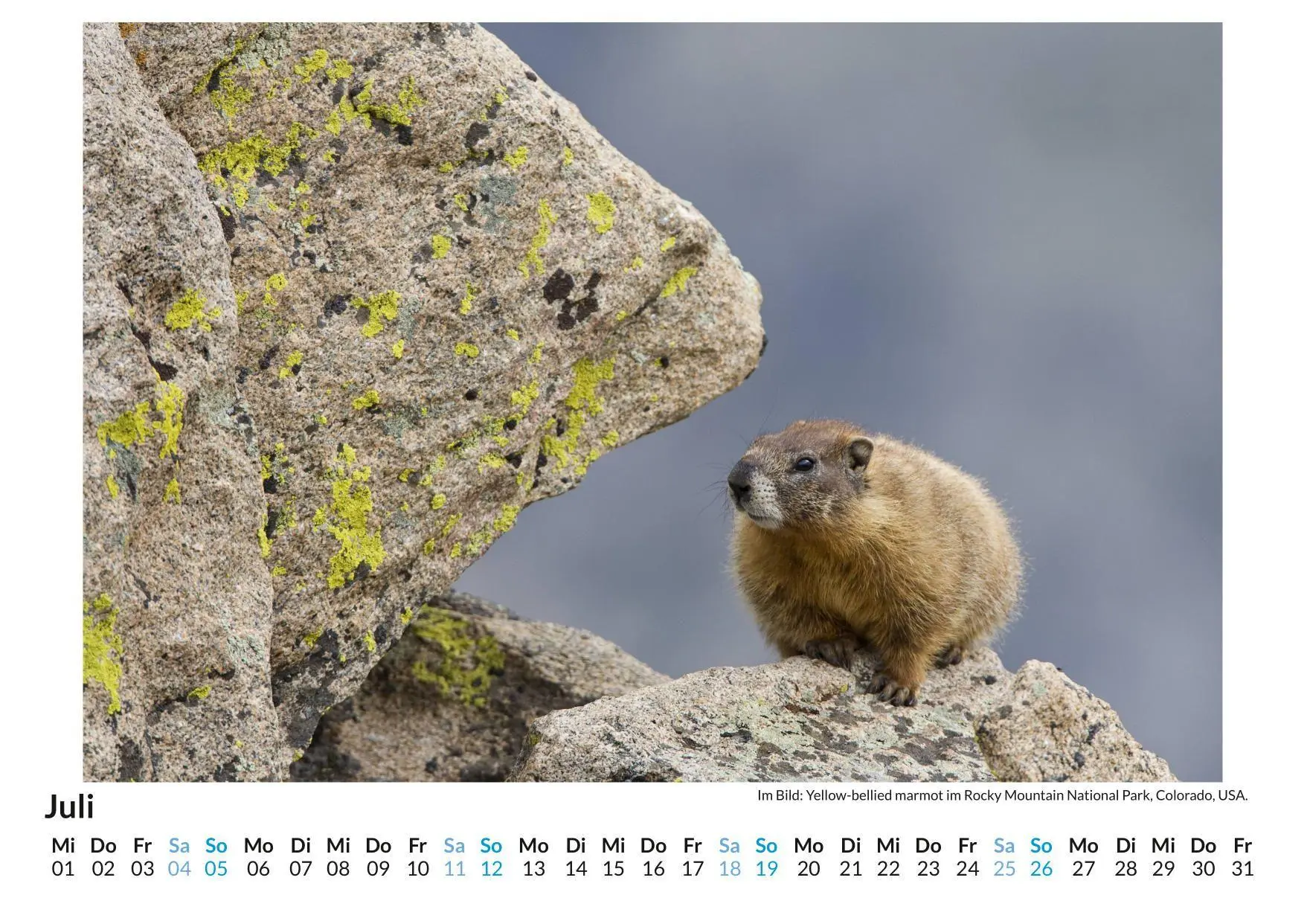 Bild: 9783759189189 | Gelbbauch-Murmeltier | Matteo Neumann | Kalender | Deutsch | 2026